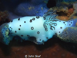 Nudibranchia image, taken in Kho Tao, Thailand. With Olym... by John Skaf 